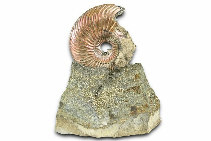Iridescent Pyritized Ammonite (Quenstedticeras) Fossil Display #368838